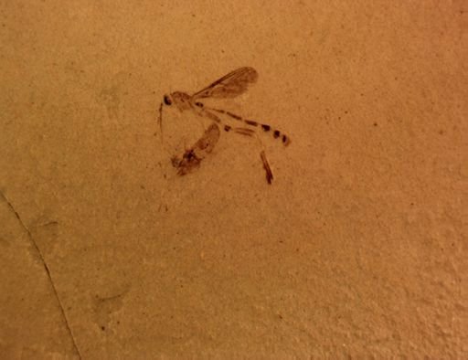 undet. Ichneumonoidea