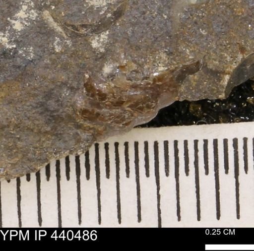 undet. Scaphitidae