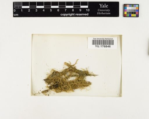 Plantae
