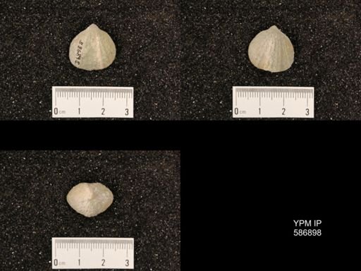 Rhynchotrema capax