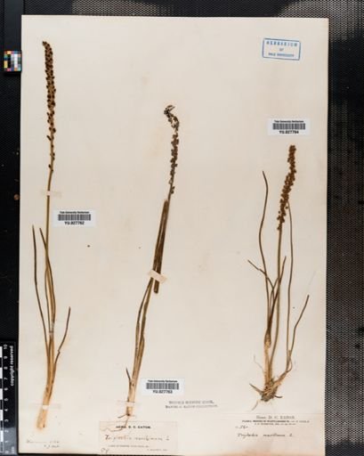 Triglochin maritima