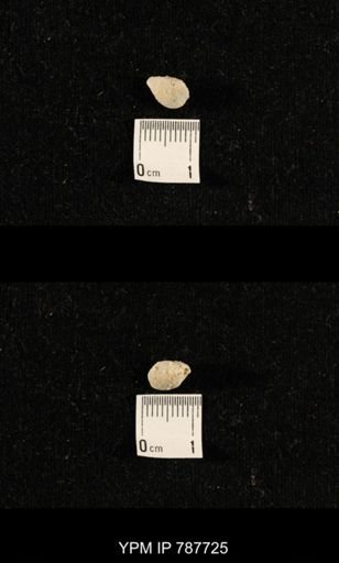 undet. Brachiopoda