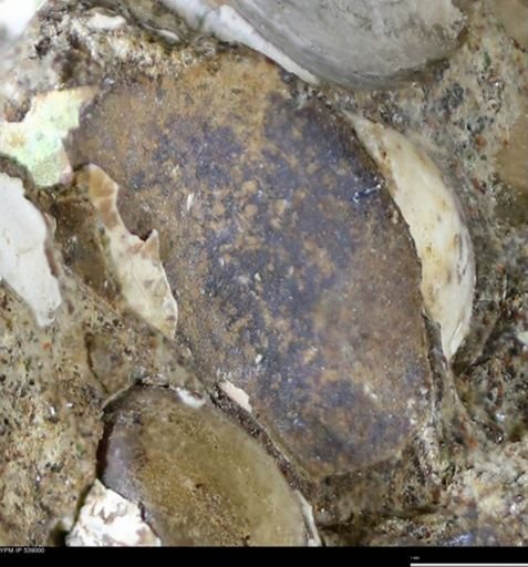 undet. Bivalvia