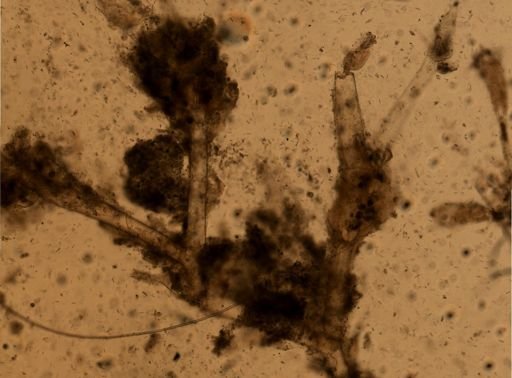 Amathia cf. pustulosa