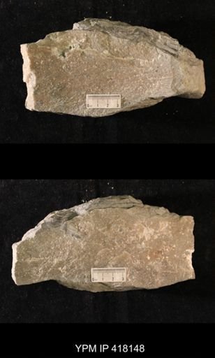 Tetradium sp.