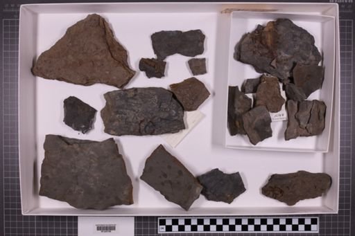 mixed taxa, stratigraphic collection