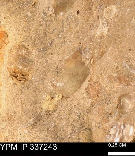 undet. Bivalvia