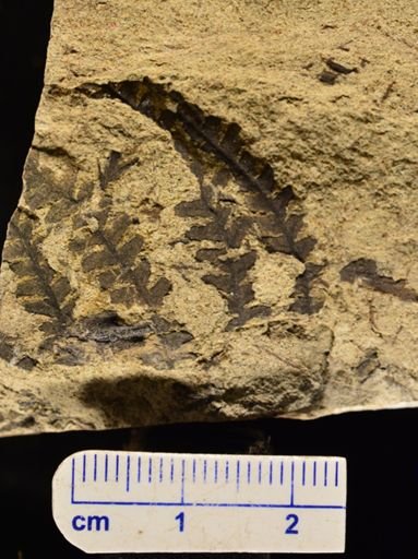 Microphyllopteris gieseckiana