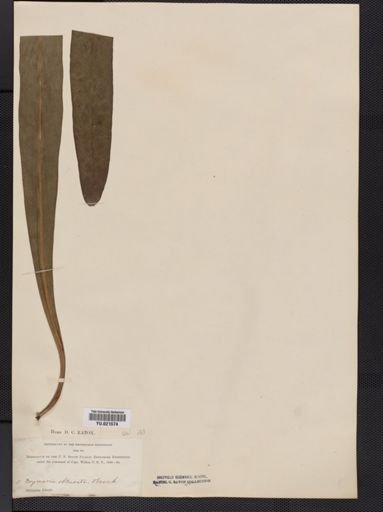Polypodium