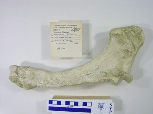 Teleoceras fossiger