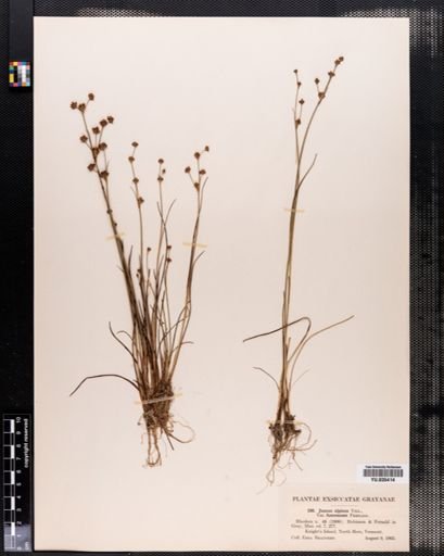 Juncus alpinus