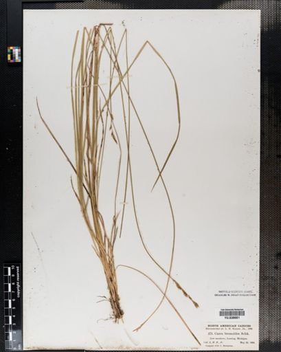 Carex bromoides