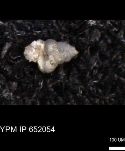 undet. Heterohelicidae