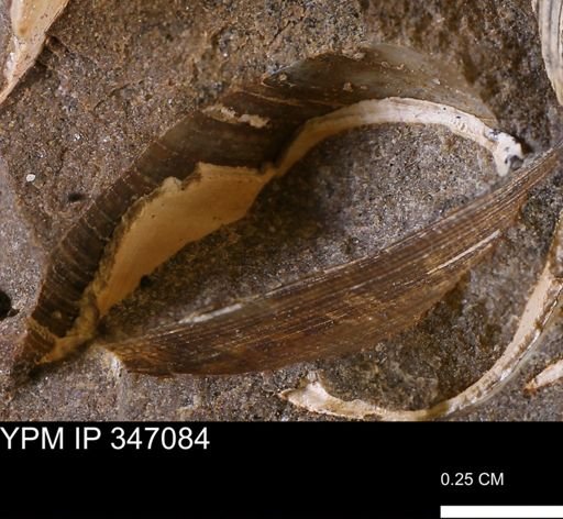 Limopsis striatopunctatus