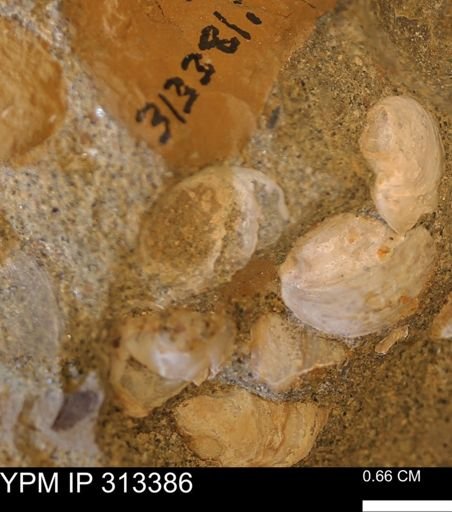 Corbicula sp.