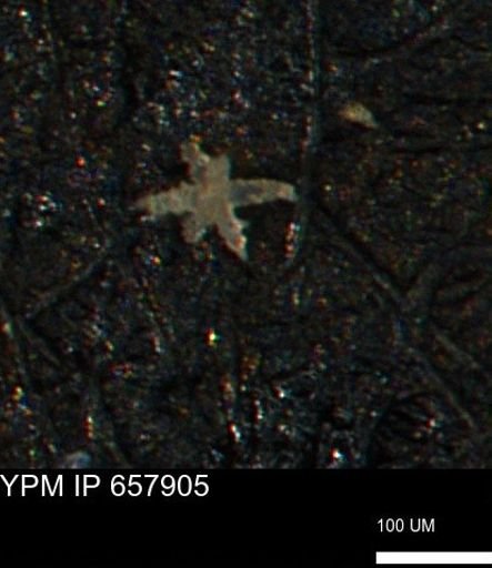 undet. Porifera