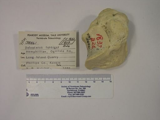 Teleoceras fossiger