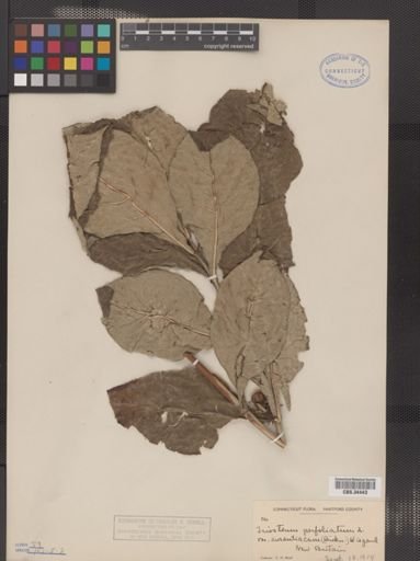 Triosteum aurantiacum