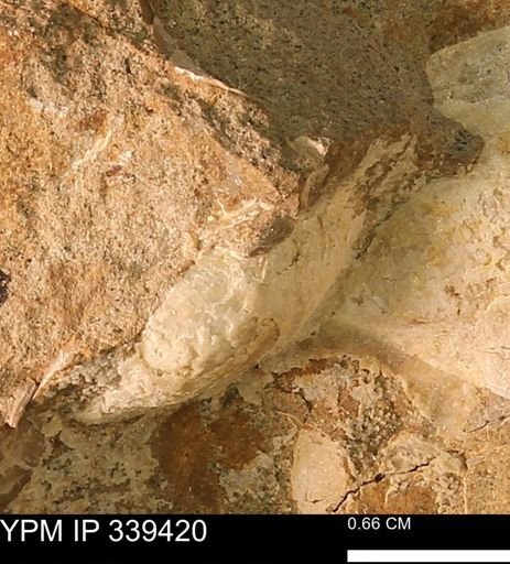 undet. Mollusca