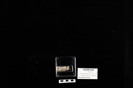 Cordylus tropidosternum