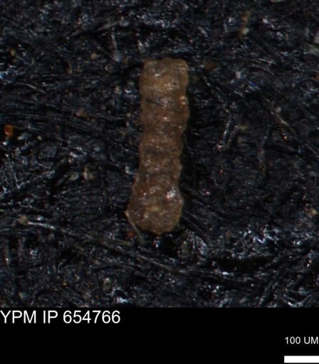 Ammobaculites petilus