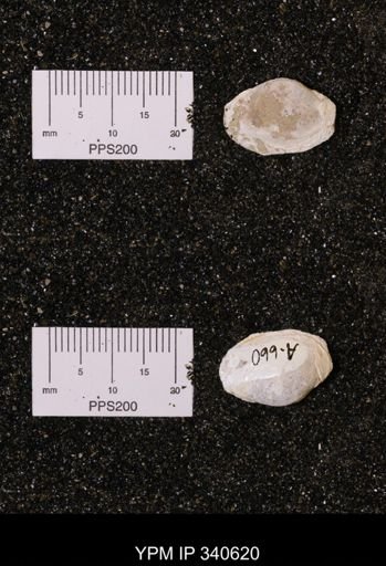 Corbicula sp.
