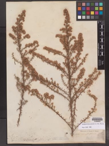 Symphyotrichum ericoides