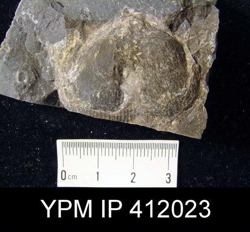 Productus sp.