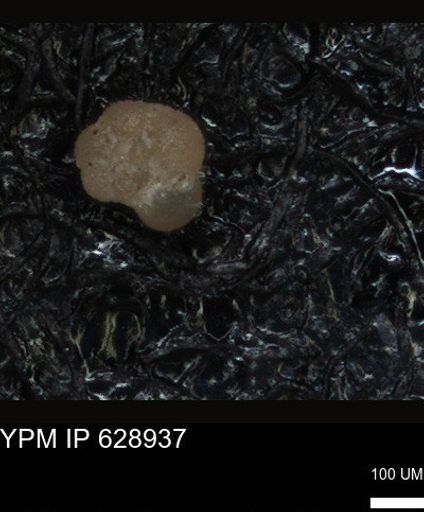 undet. Foraminiferida