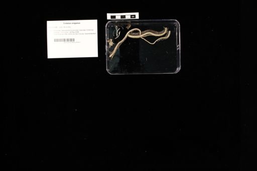 Crotalus oreganus