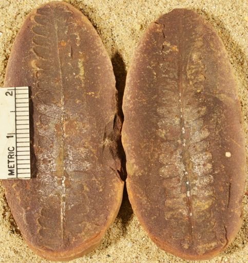 Pecopteris
