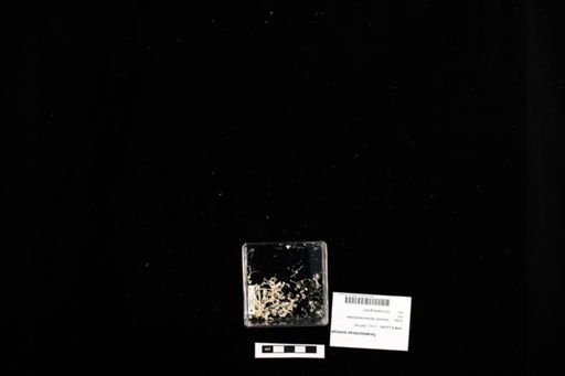 Teratoscincus scincus