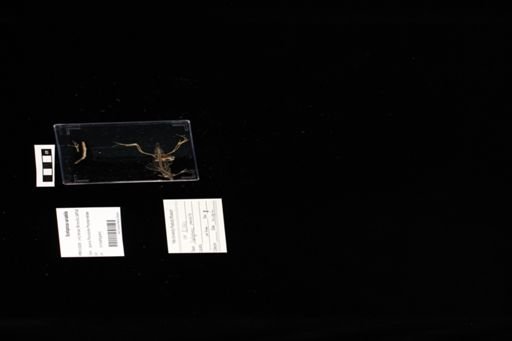 Sceloporus variabilis