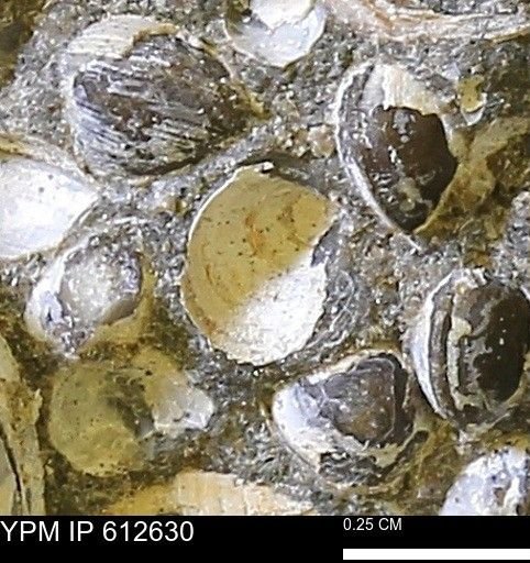 Protocardia sp.