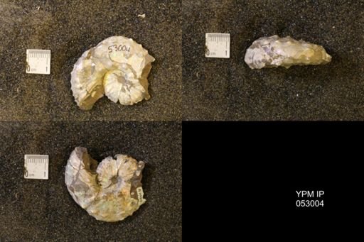 Discoscaphites gulosus