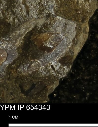 undet. Bivalvia