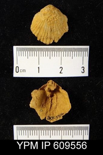 Plethorhyncha campbellana