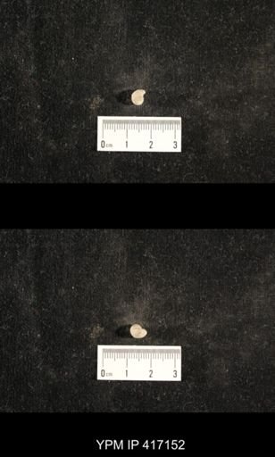 Euphemites carbonarius