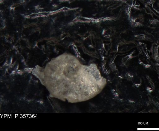 undet. Foraminiferida