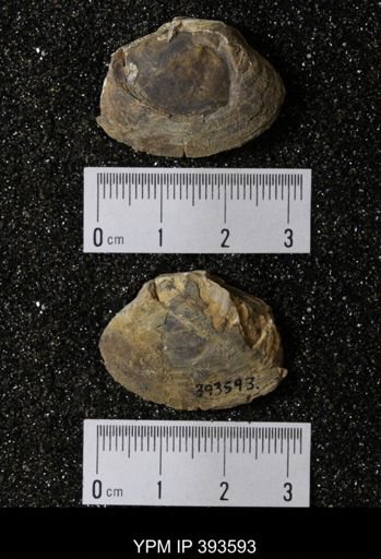 Ostrea glabra