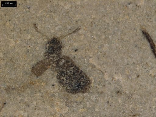 Staphylinidae