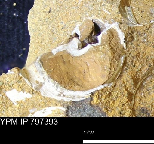undet. Gastropoda