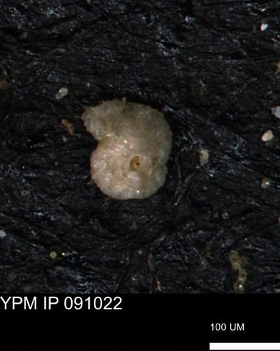Ammobaculites euides