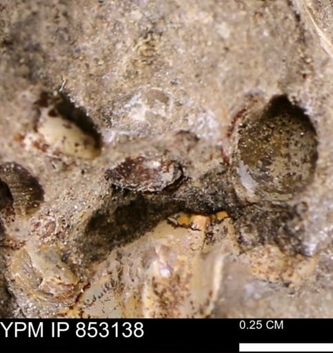 Corbulamella?
