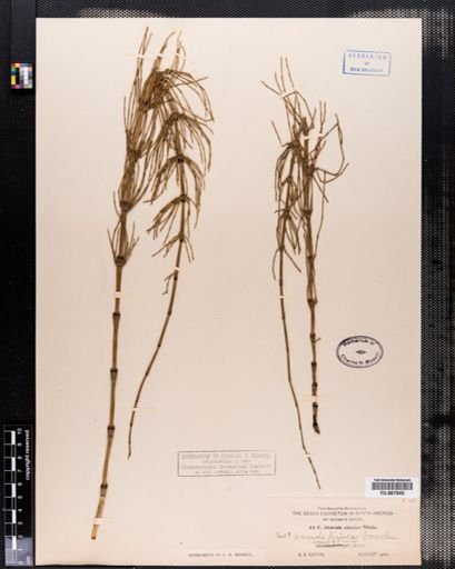 Equisetum