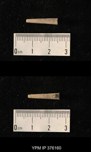Pseudorthoceras knoxense
