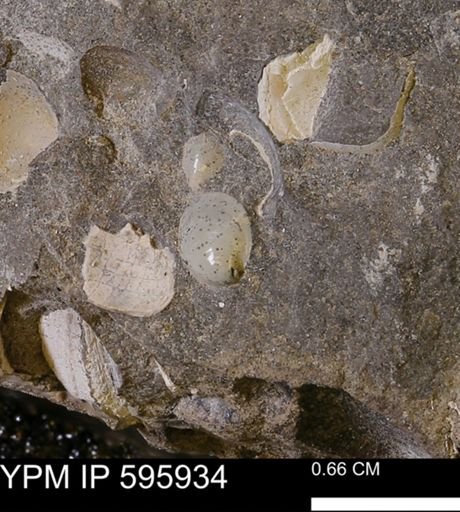 Dosiniopsis?
