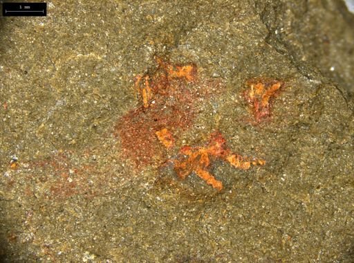 undet. Lobopodia