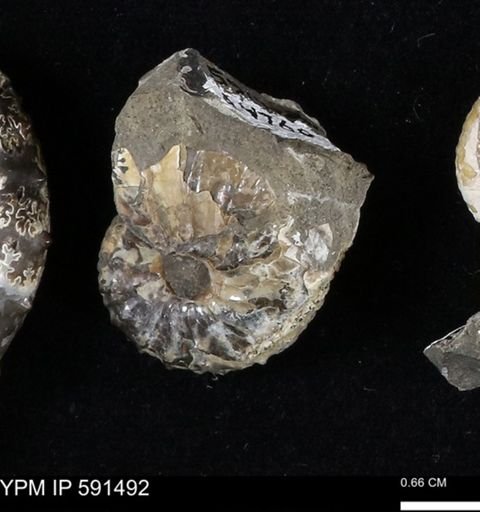 Hoploscaphites
