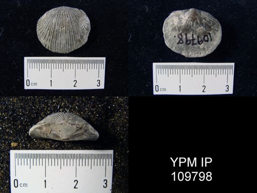 Dinorthis anticostiensis